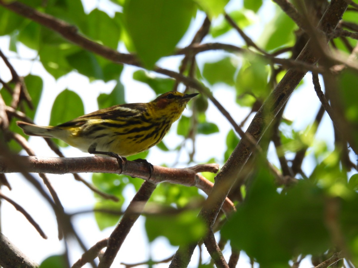Cape May Warbler - ML619235668