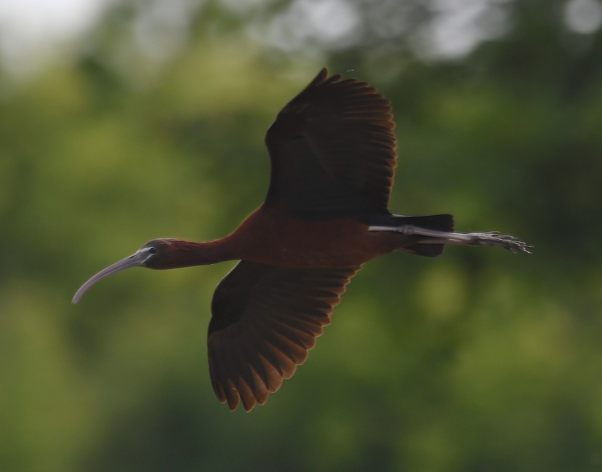 ibis hnědý - ML619235753