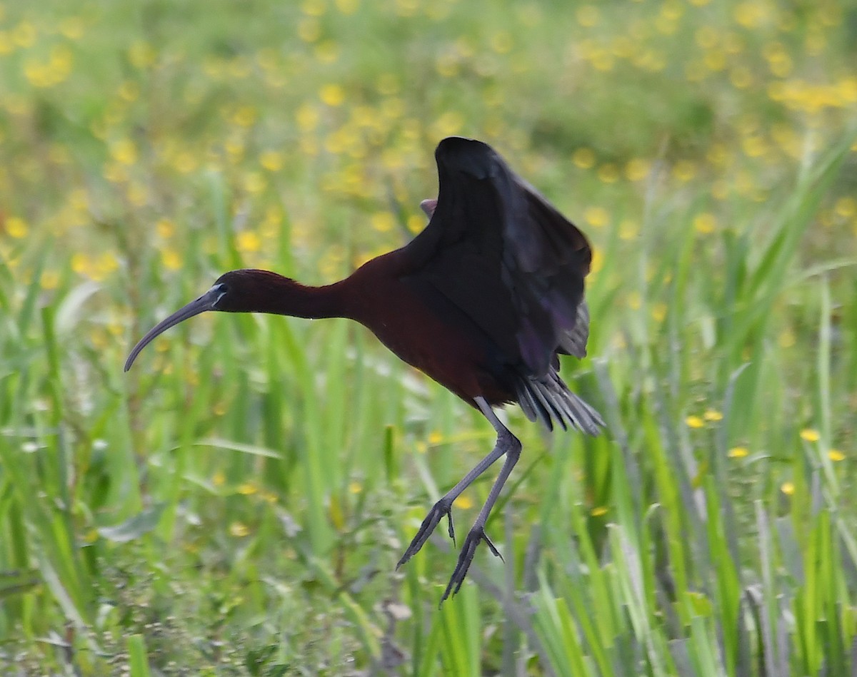 ibis hnědý - ML619235754