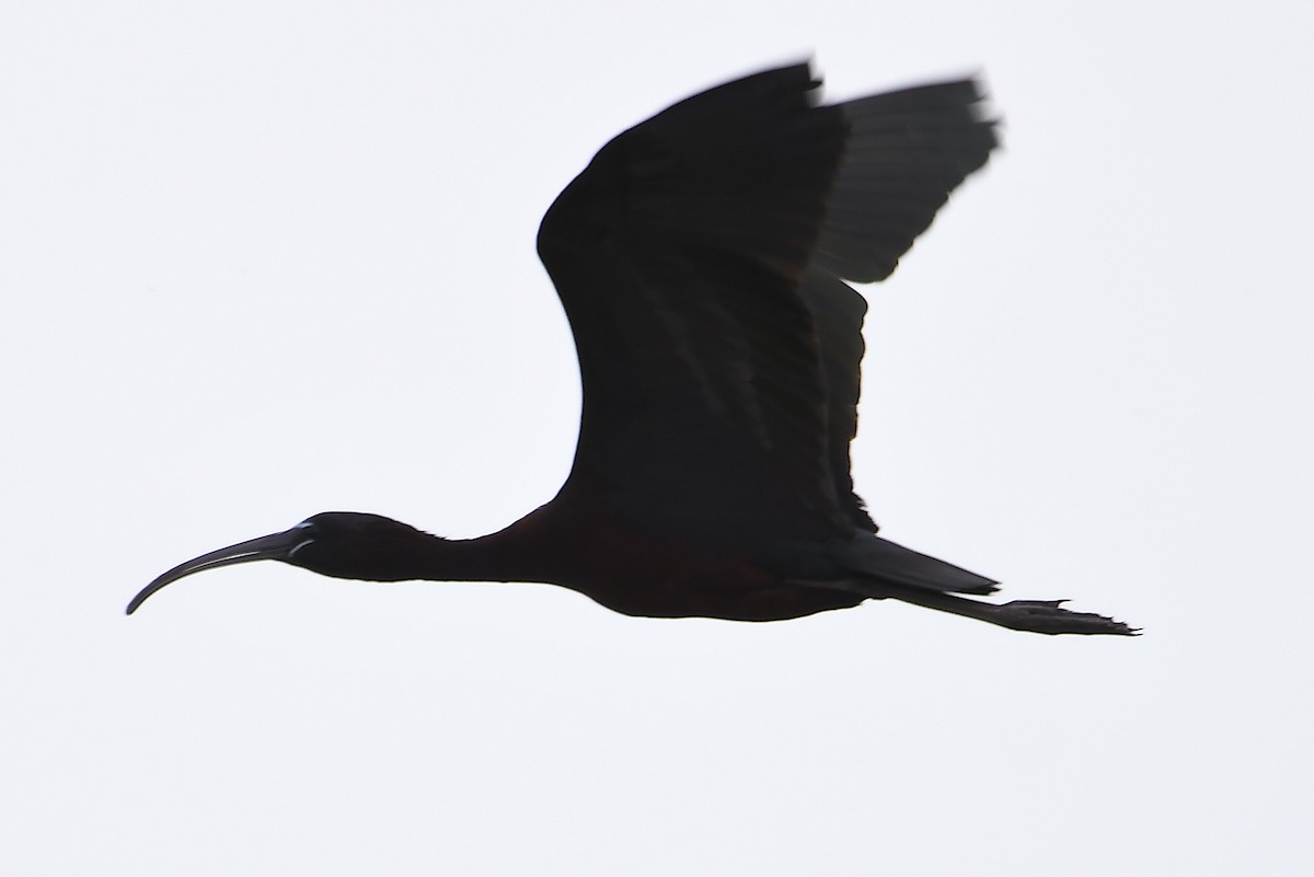 ibis hnědý - ML619235755