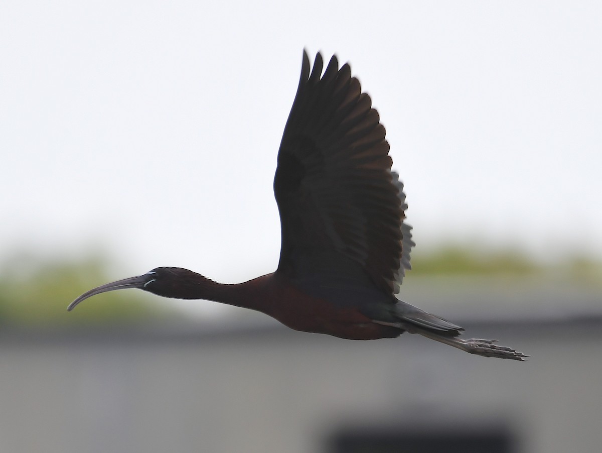 ibis hnědý - ML619235757