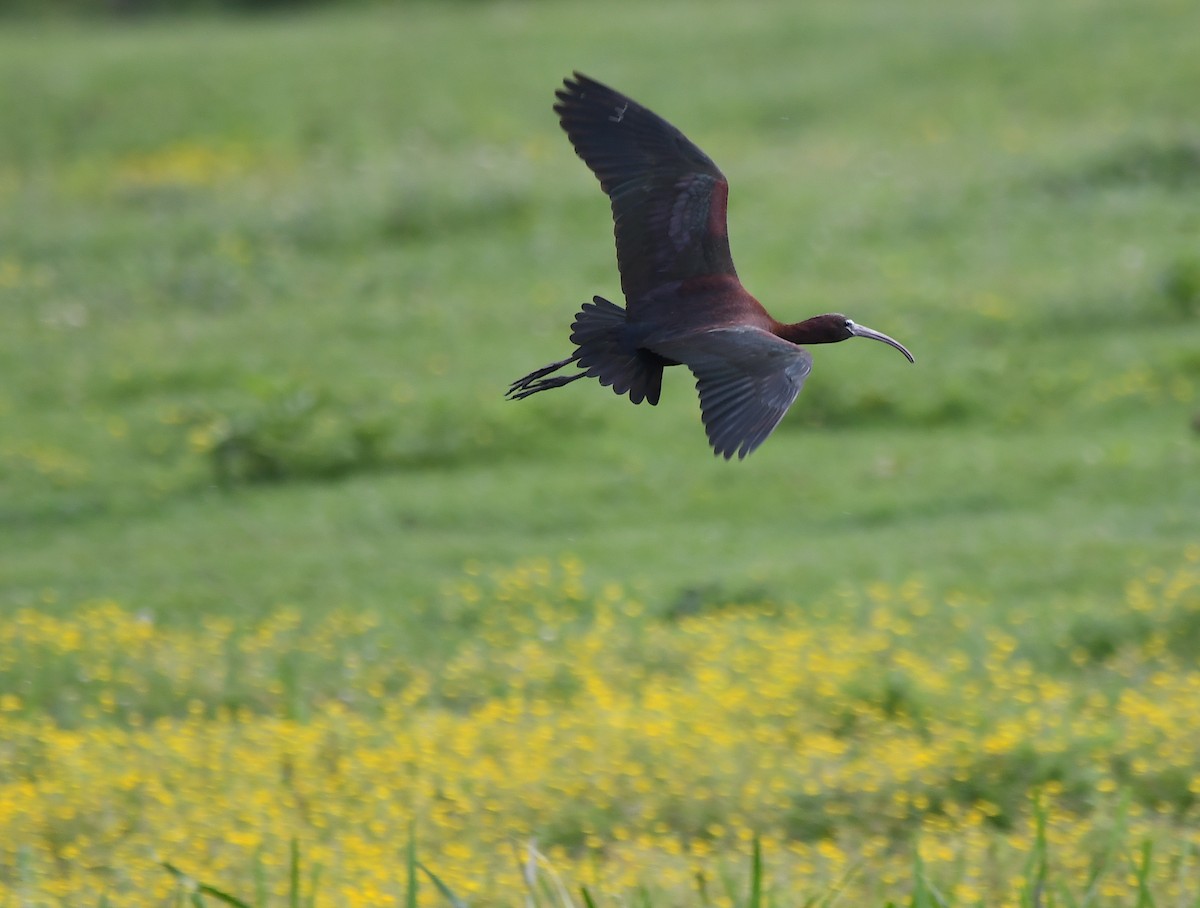 ibis hnědý - ML619235759
