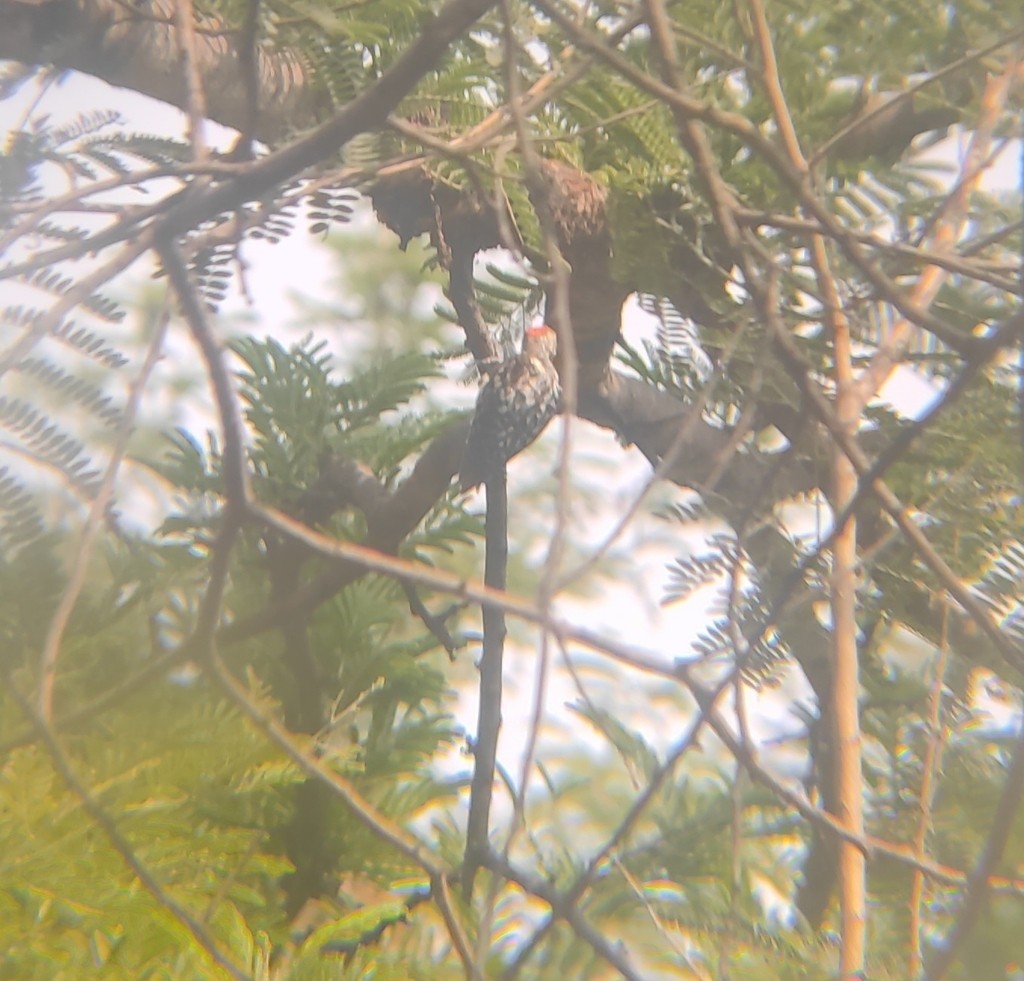 Yellow-crowned Woodpecker - ML619235762