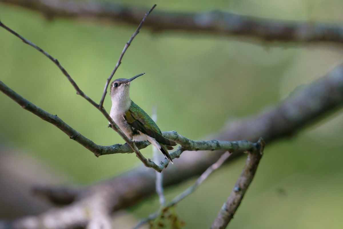 Ruby-throated Hummingbird - ML619235783