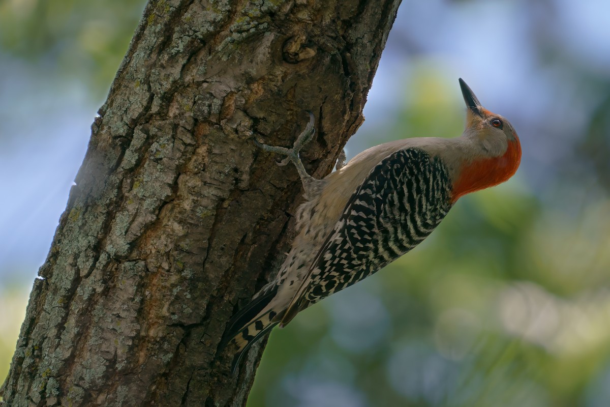 Red-bellied Woodpecker - ML619235786