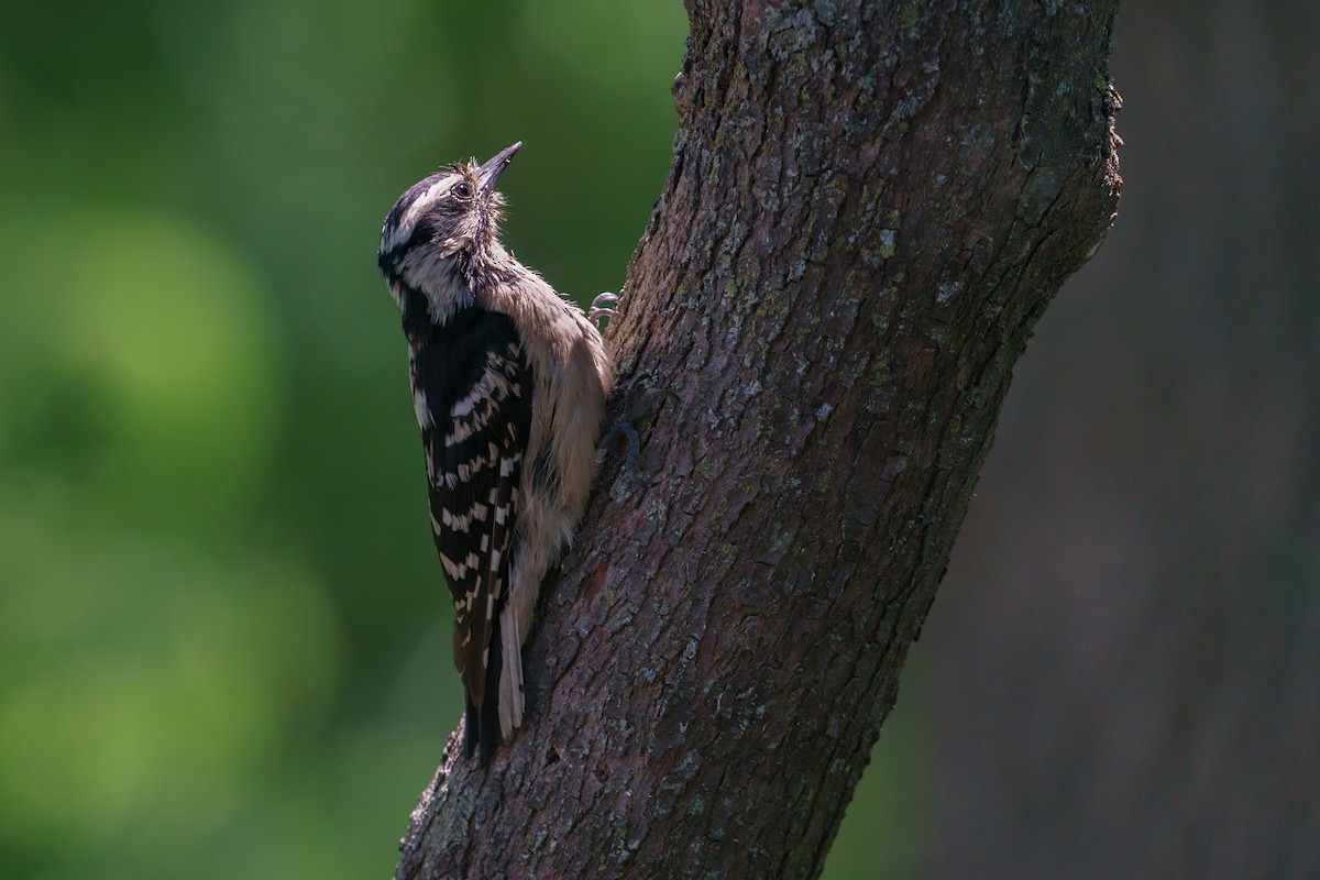 Downy Woodpecker - ML619235792