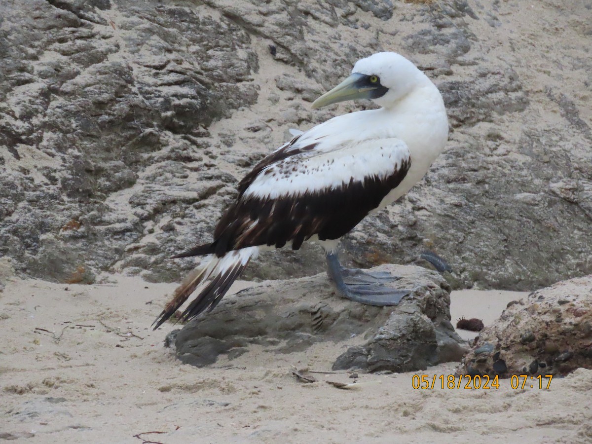 Masked Booby - ML619235801