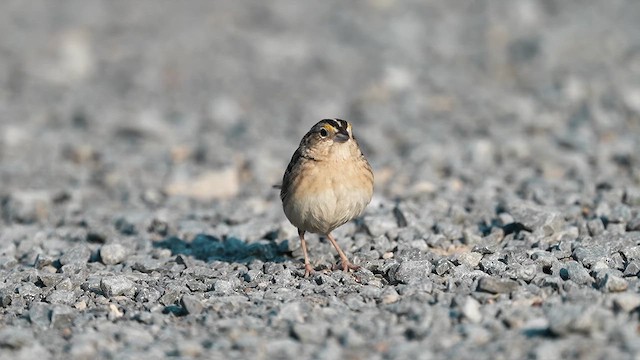 Grasshopper Sparrow - ML619235806