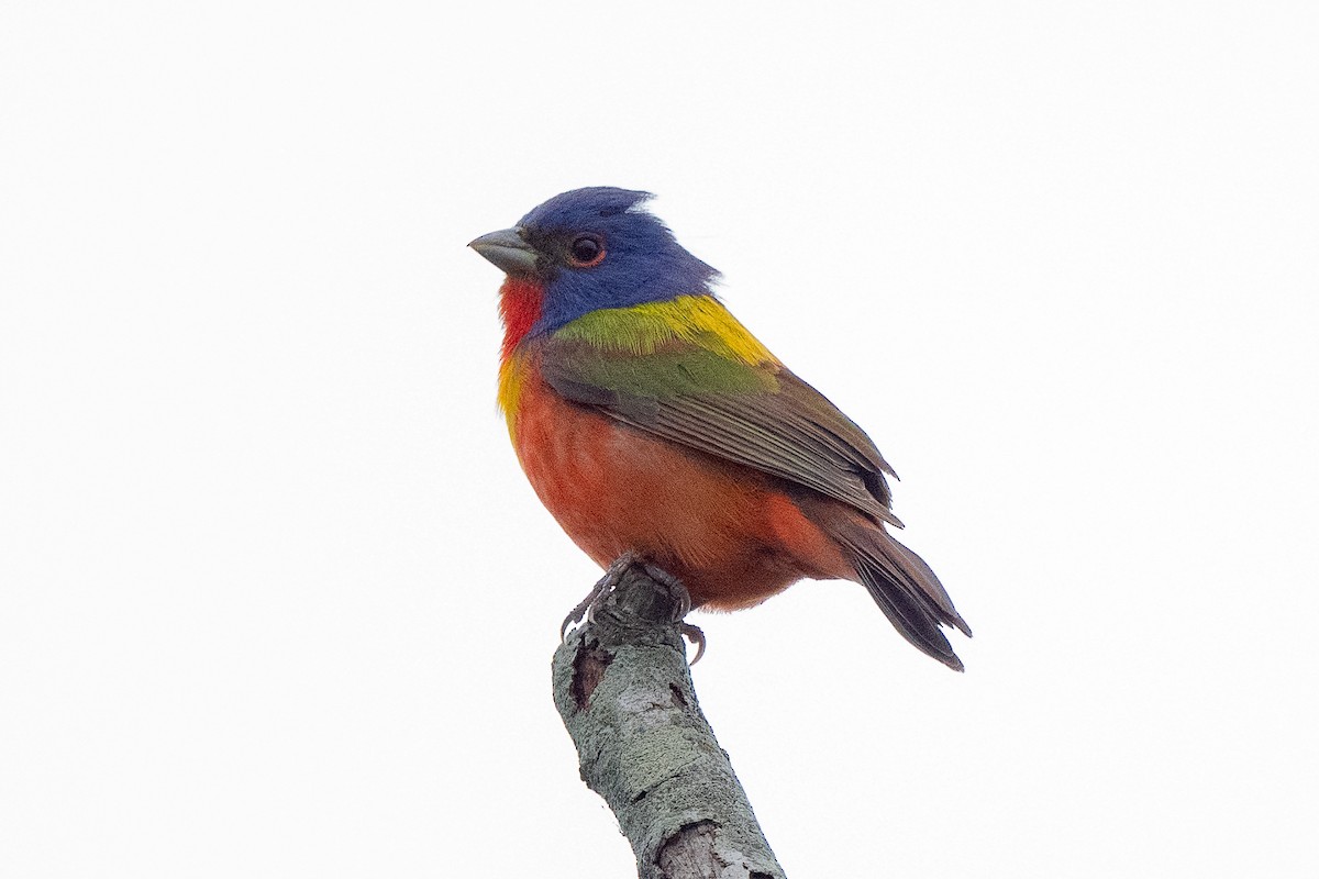 Painted Bunting - ML619235825