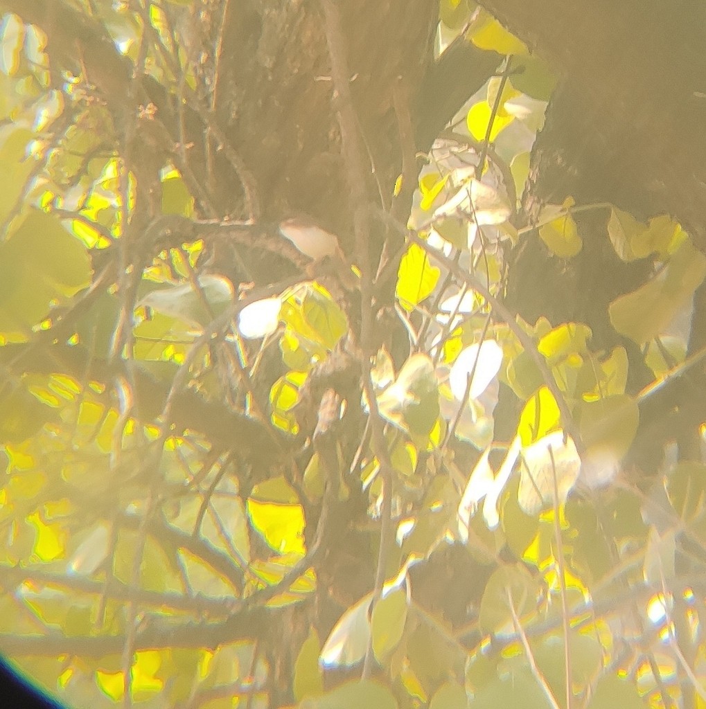 Yellow-eyed Babbler - ML619235846