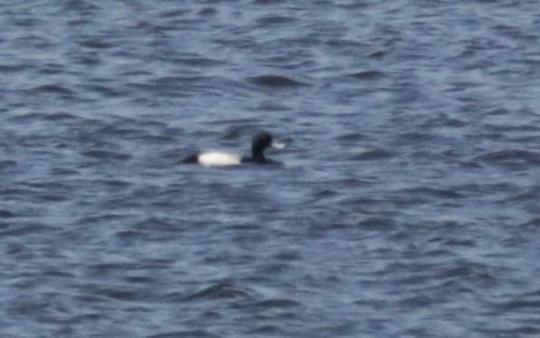 Greater Scaup - ML619235904