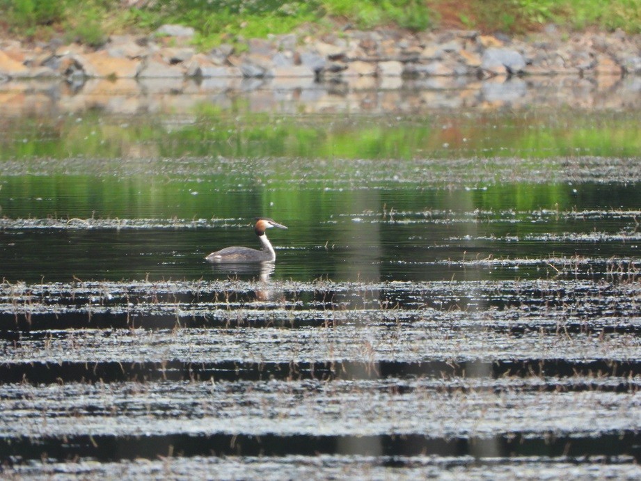 Great Crested Grebe - ML619235905