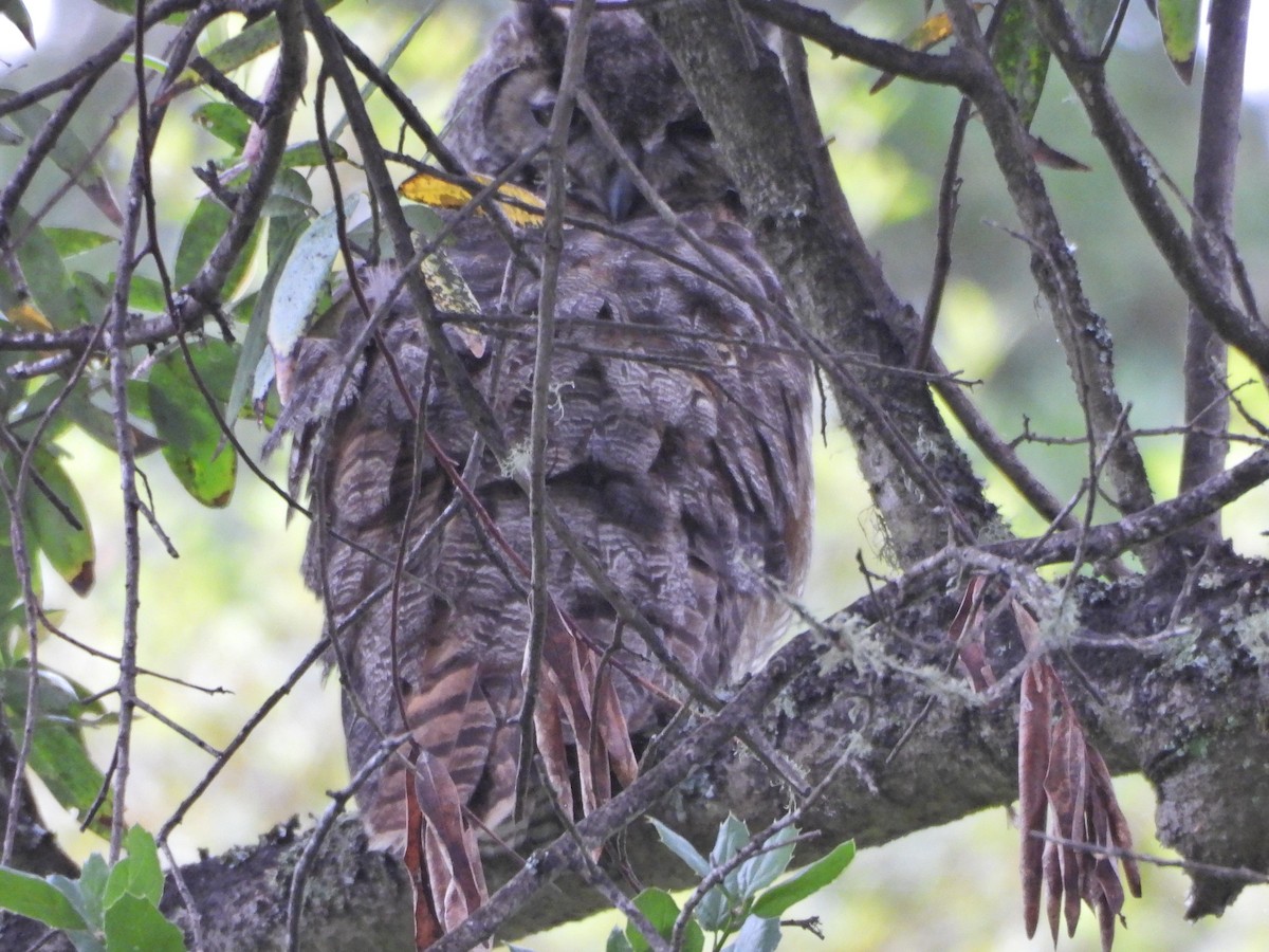 Great Horned Owl - ML619235906