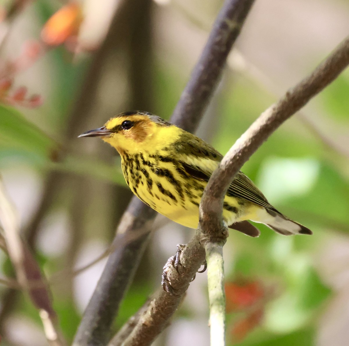 Cape May Warbler - ML619235910