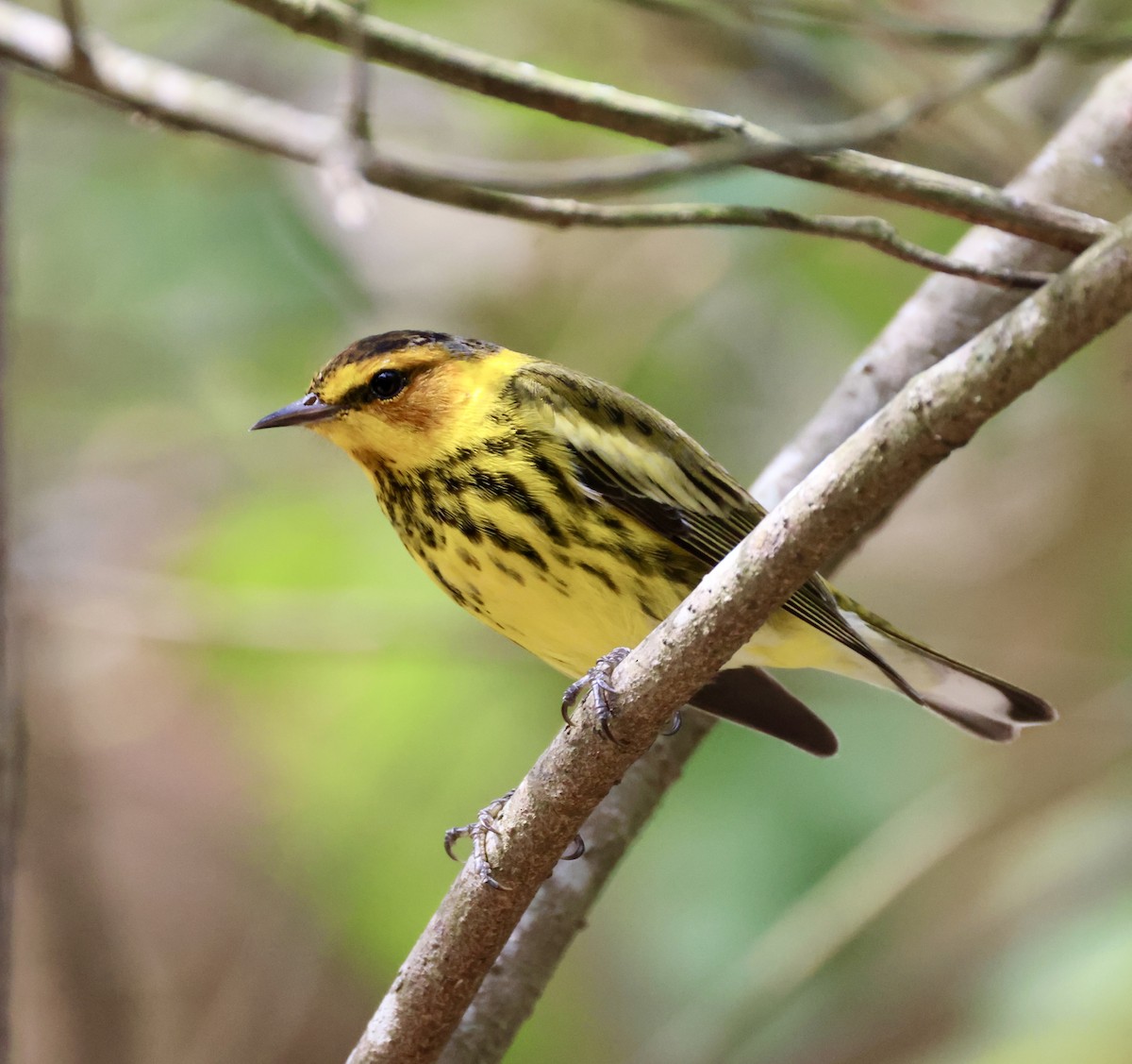 Cape May Warbler - ML619235916