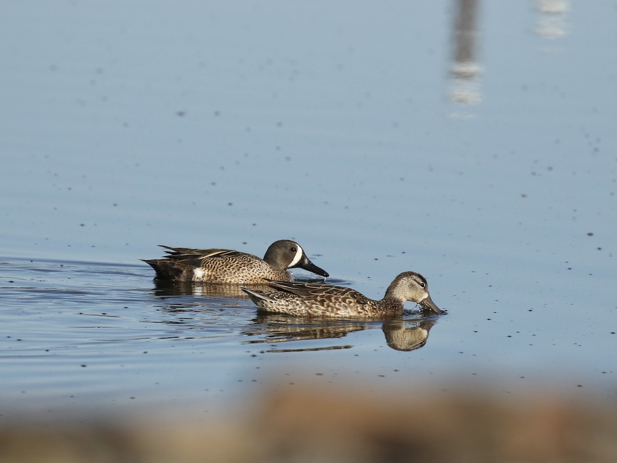 Blue-winged Teal - ML619235937