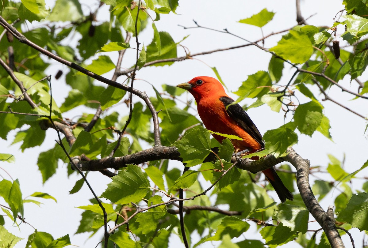 Scarlet Tanager - ML619236096