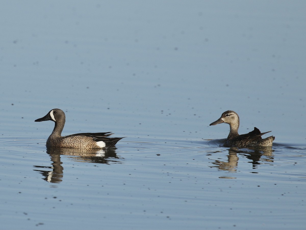 Blue-winged Teal - ML619236102