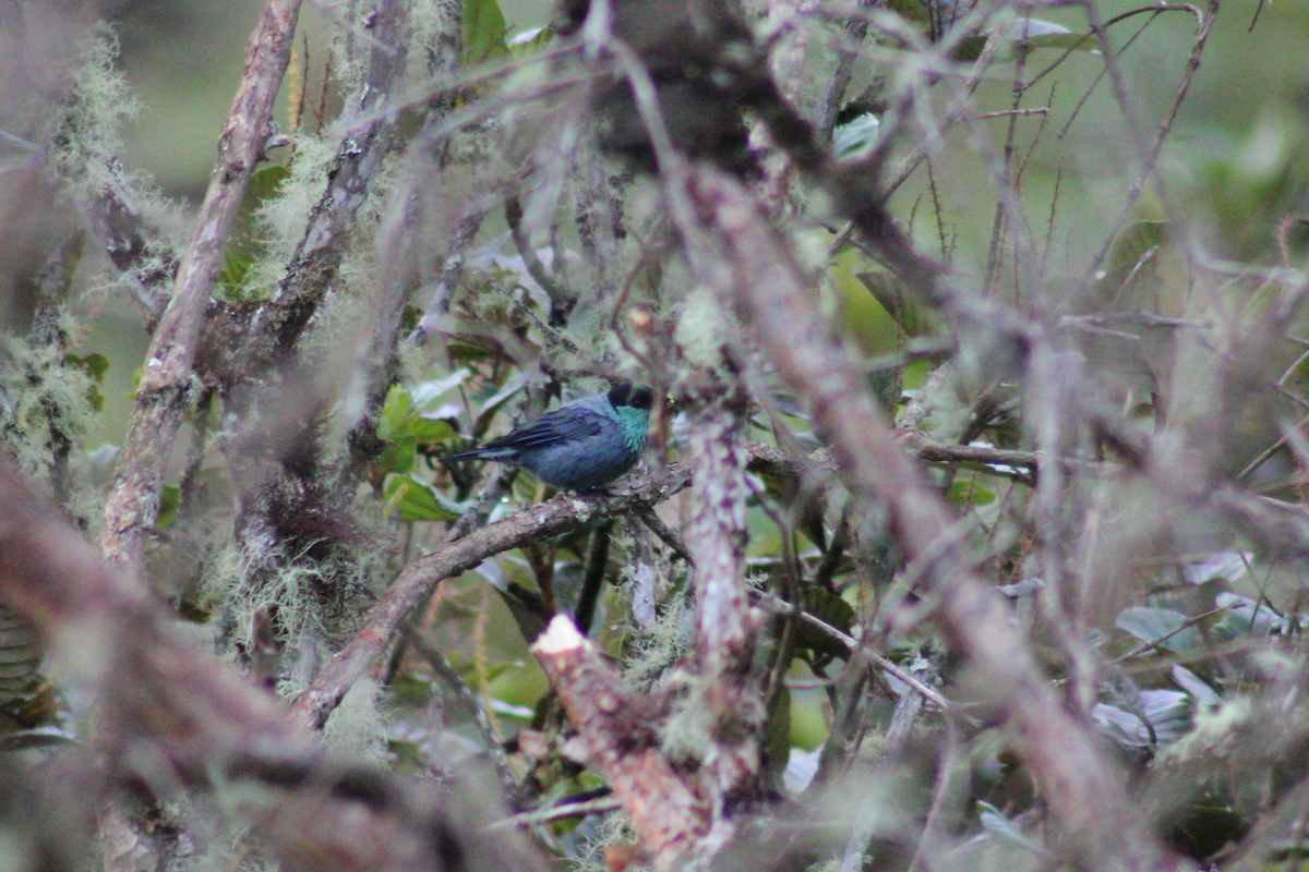 Black-capped Tanager - ML619236150