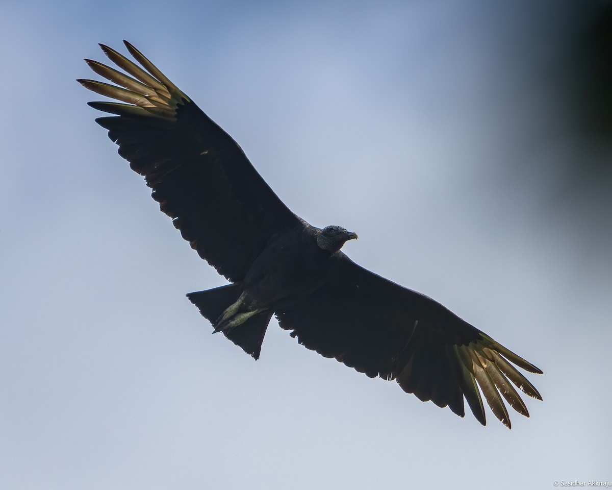 Black Vulture - ML619236159