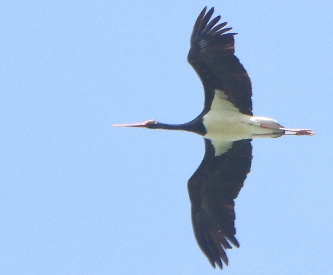 Black Stork - ML619236161