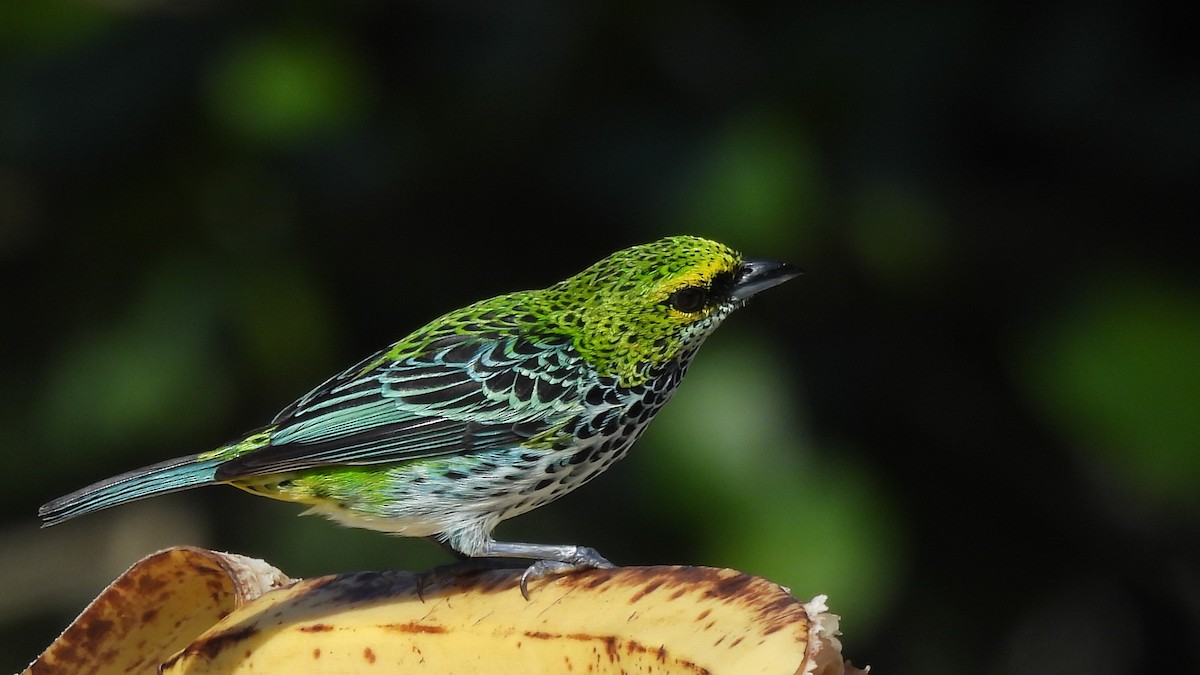 Speckled Tanager - ML619236212
