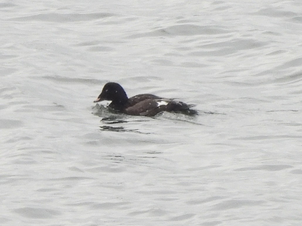 eBird Checklist - 17 May 2024 - Pt. Reyes--Fish Docks (DO NOT INCLUDE ...