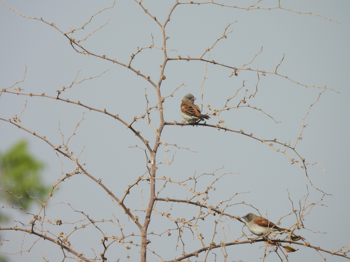 Northern Gray-headed Sparrow - ML619236219