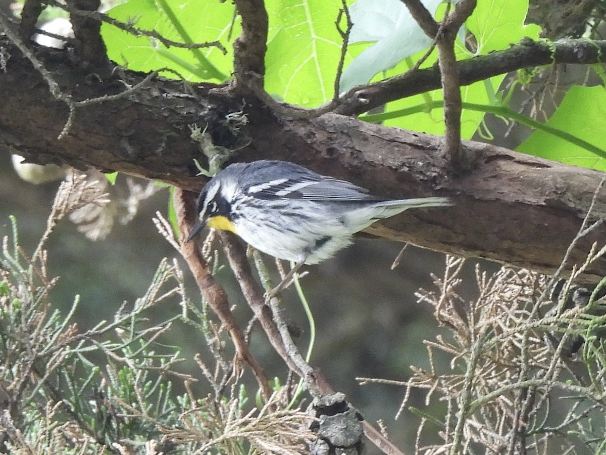Yellow-throated Warbler - ML619236247