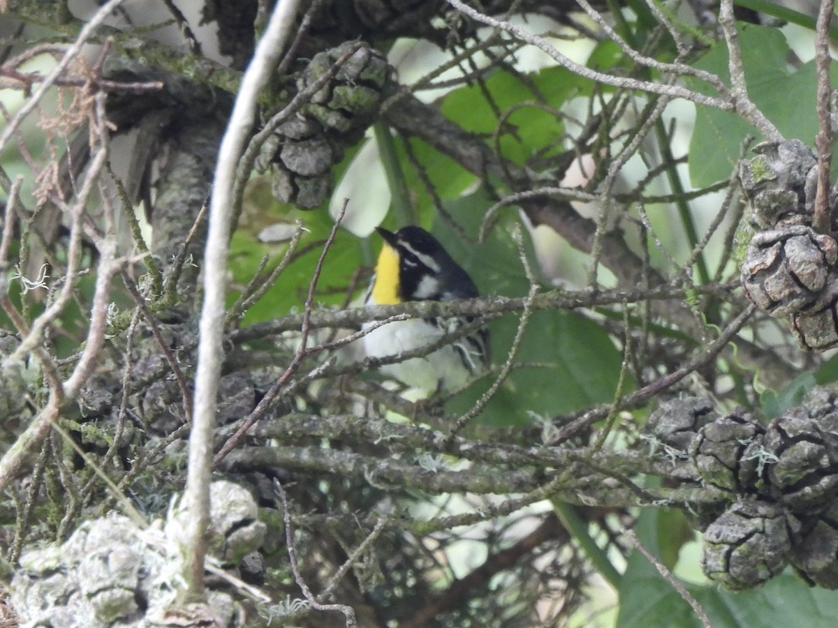 Yellow-throated Warbler - ML619236248