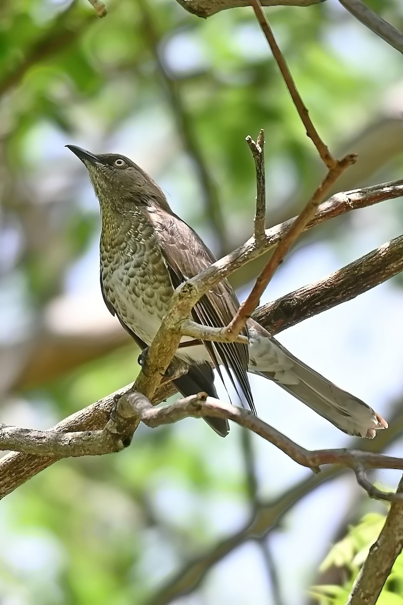 Scaly-breasted Thrasher - ML619236260