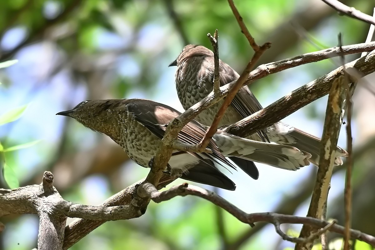 Scaly-breasted Thrasher - ML619236263