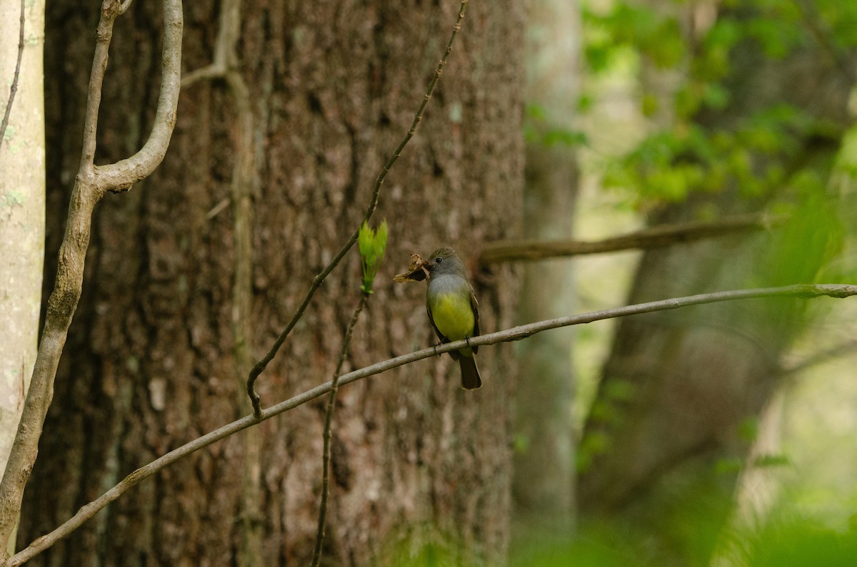 Great Crested Flycatcher - ML619236272