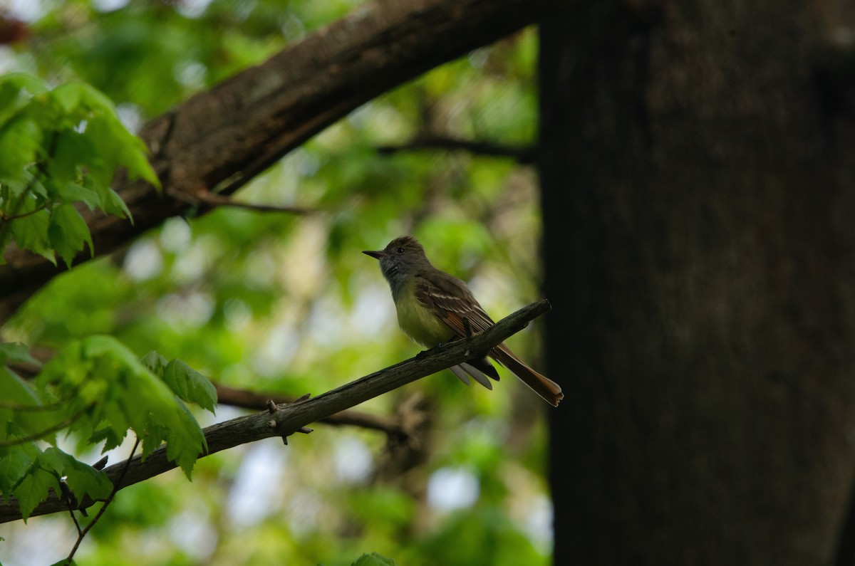 Great Crested Flycatcher - ML619236274