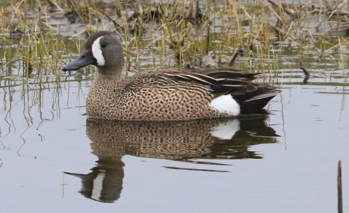 Blue-winged Teal - ML619236279