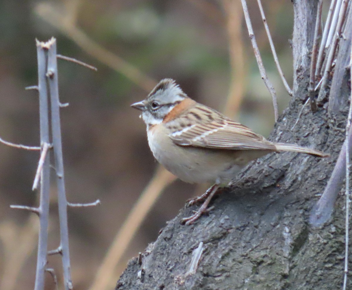 Rufous-collared Sparrow - ML619236282