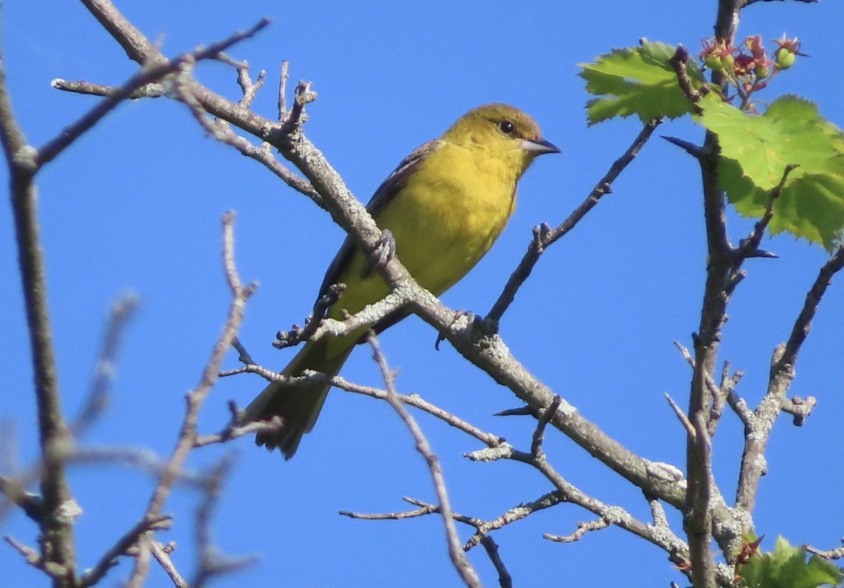 Orchard Oriole - ML619236284