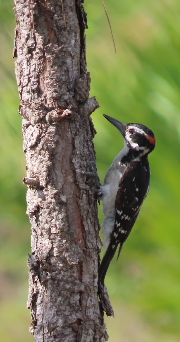 Hairy Woodpecker - ML619236308