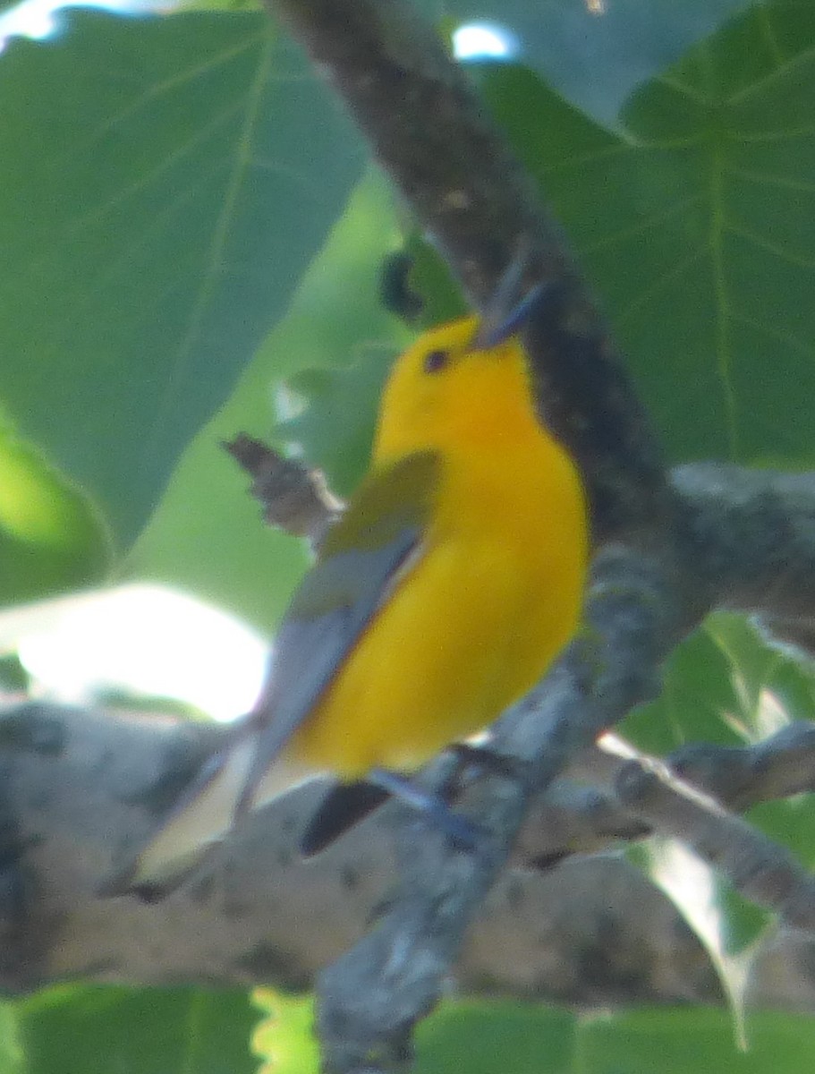 Prothonotary Warbler - ML619236371