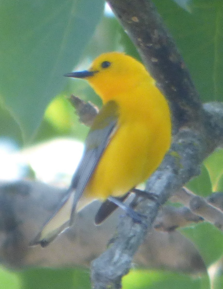 Prothonotary Warbler - ML619236373