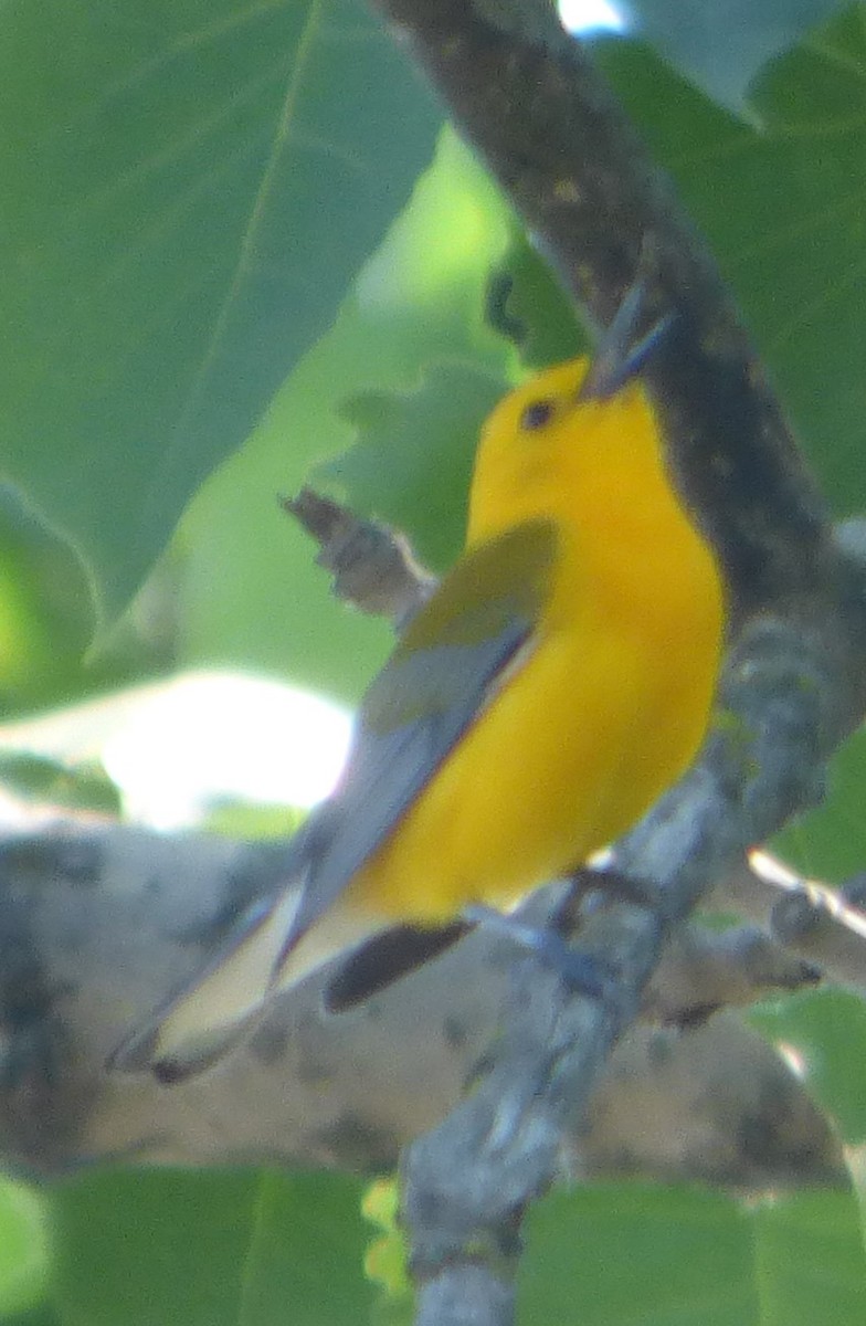 Prothonotary Warbler - ML619236374