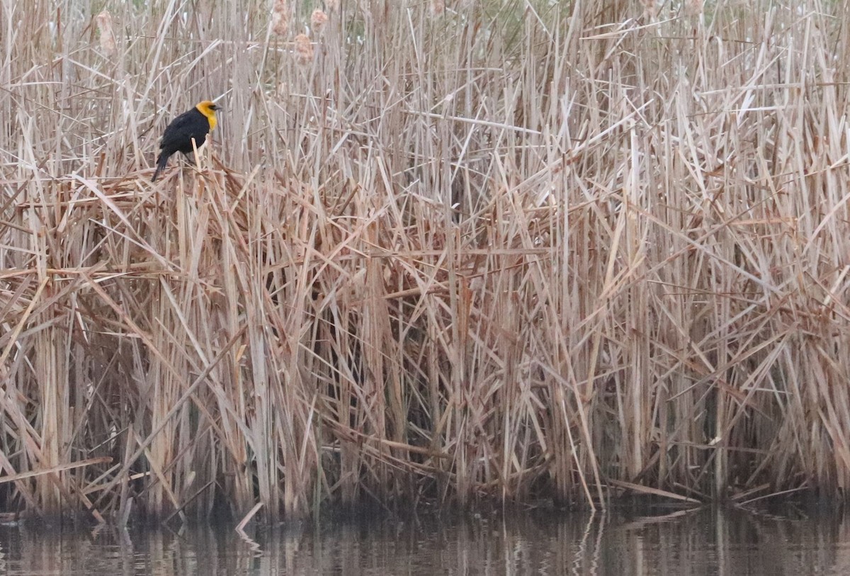 Yellow-headed Blackbird - ML619236384