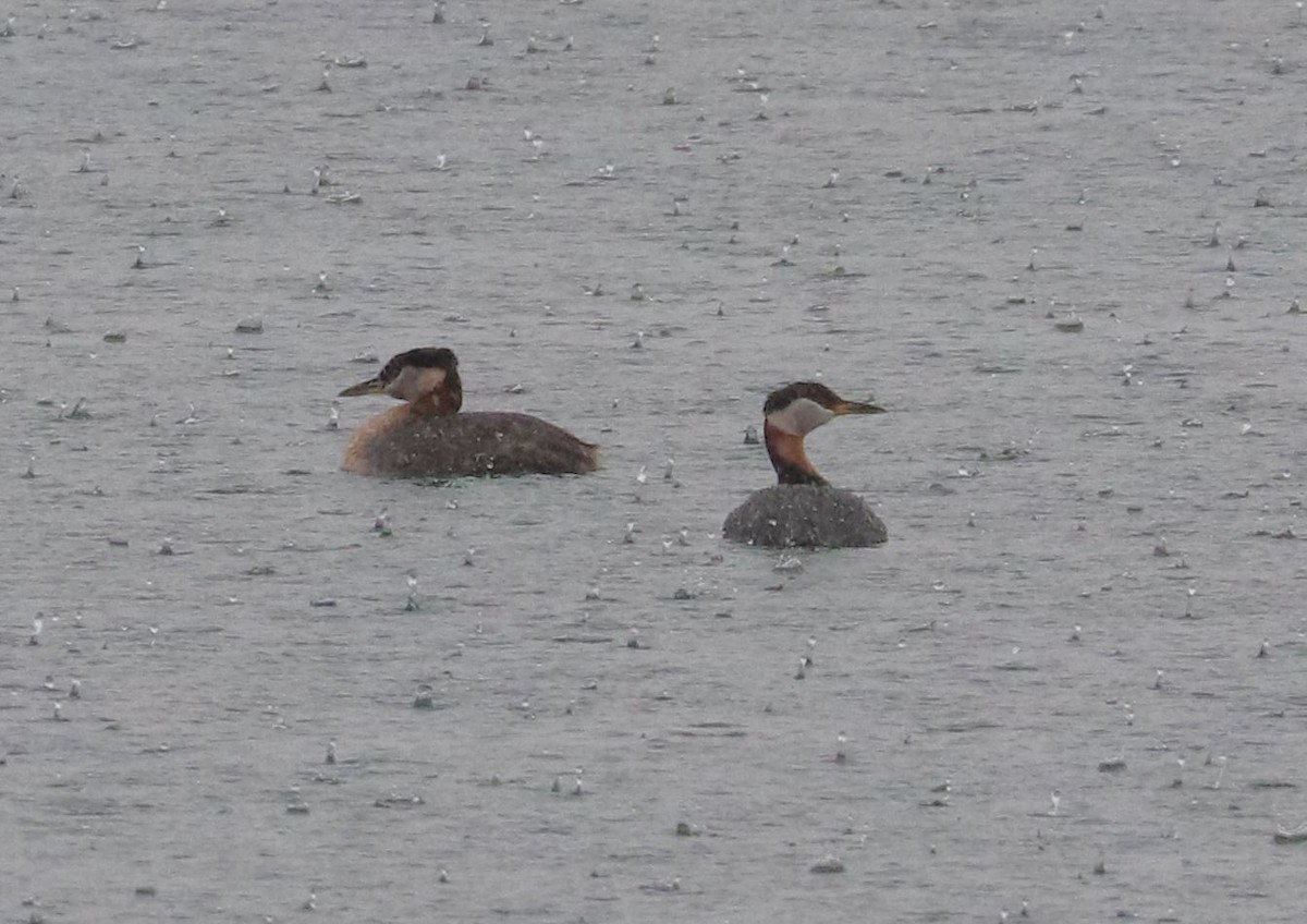 Red-necked Grebe - ML619236443