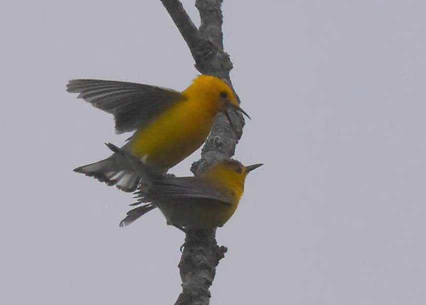 Prothonotary Warbler - ML619236471