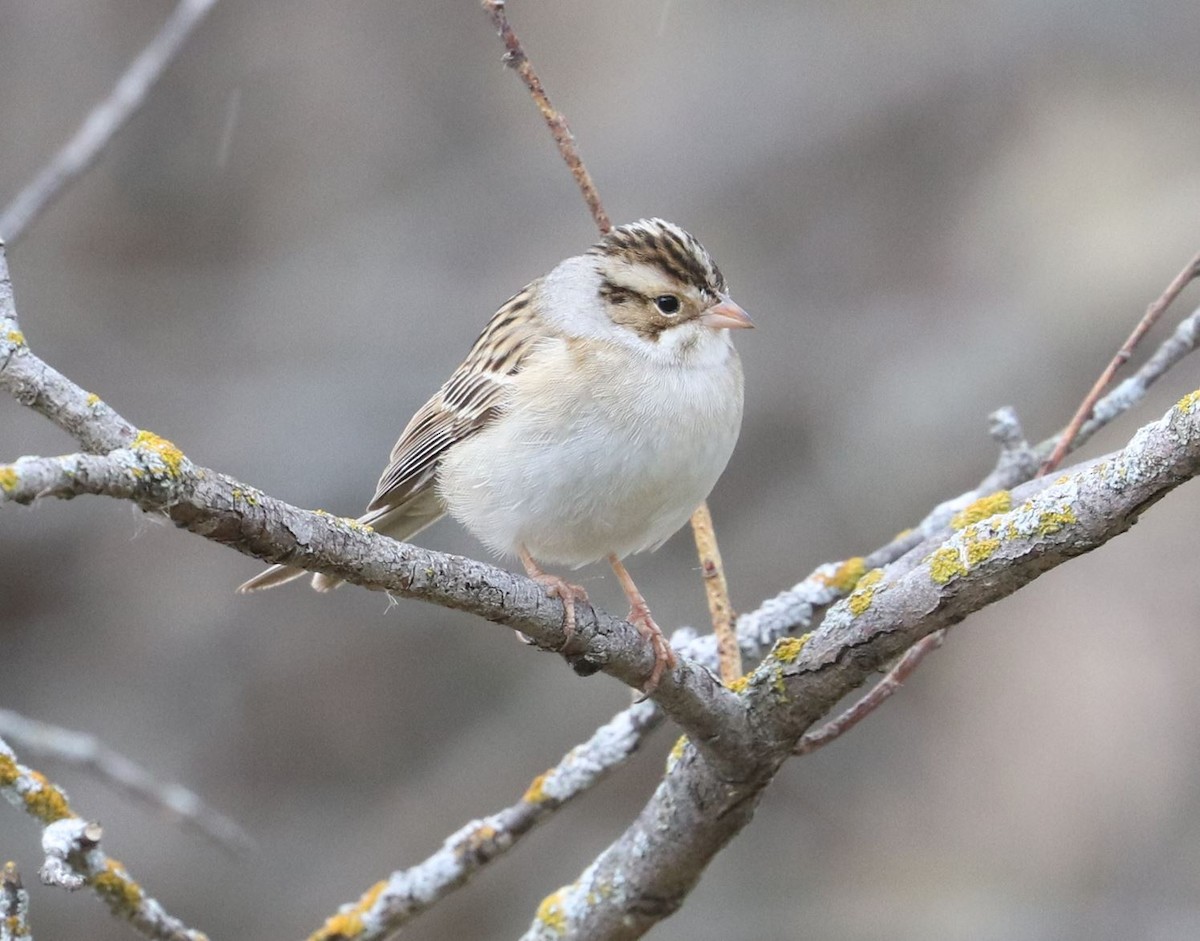 Clay-colored Sparrow - ML619236508