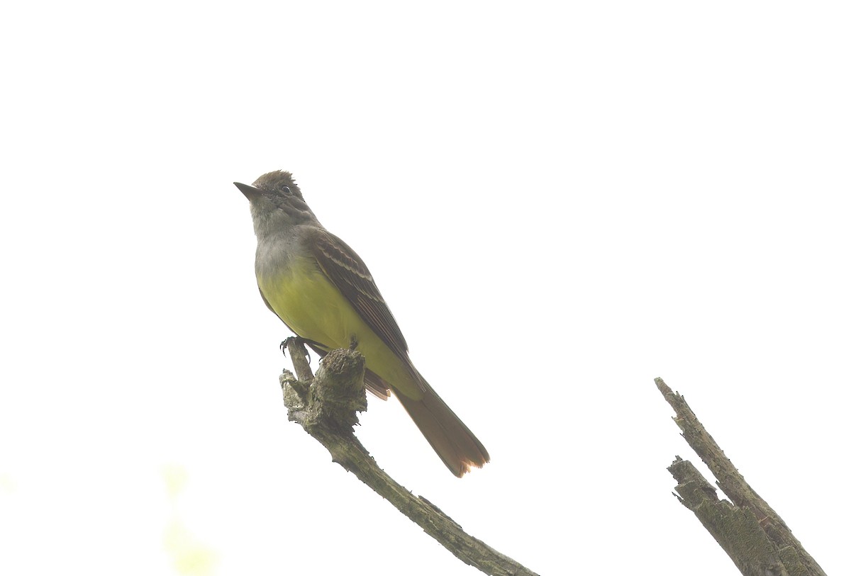 Great Crested Flycatcher - ML619236522