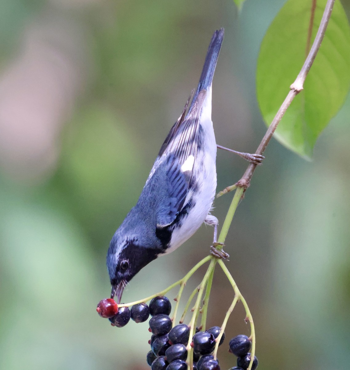 Black-throated Blue Warbler - ML619236542