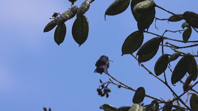 Blue-headed Hummingbird - ML619236563