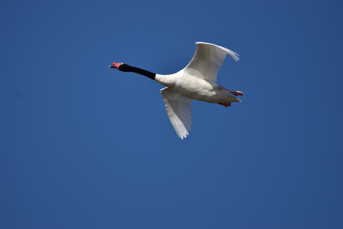 Black-necked Swan - ML619236596
