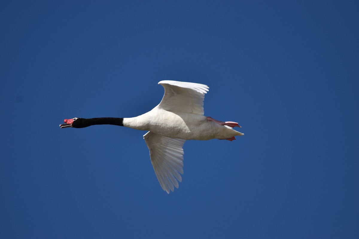Black-necked Swan - ML619236597